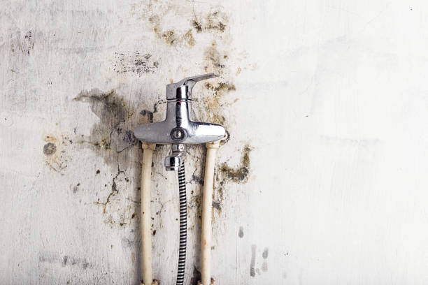 Best Fast Mold Removal  in Fairbanks, AK