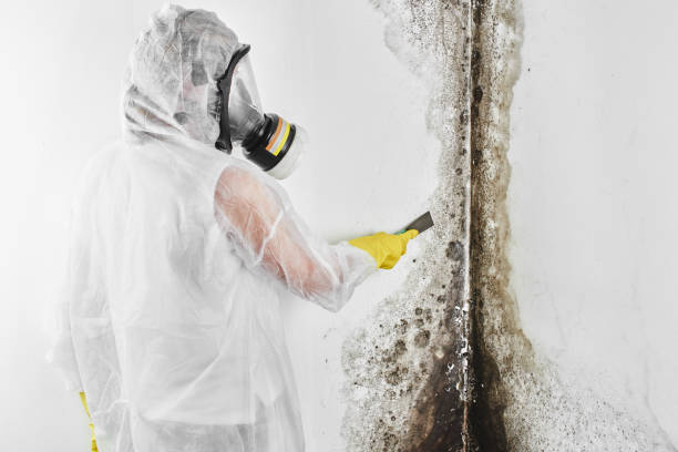 Best Mold Testing  in Fairbanks, AK