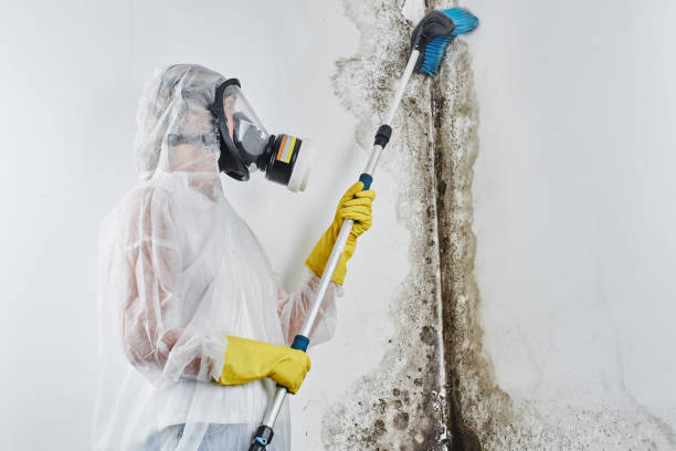 Best Mold Damage Repair  in Fairbanks, AK