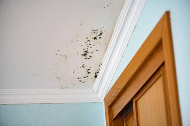 Best Black Mold Removal  in Fairbanks, AK