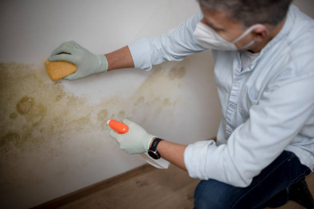 Mold Testing and Removal in Fairbanks, AK
