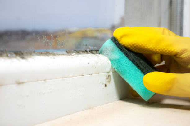 Best Office Mold Removal Services  in Fairbanks, AK