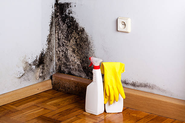 Best Professional Mold Removal  in Fairbanks, AK